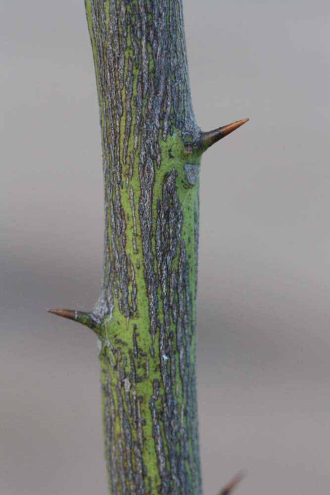              Second - third year twig (Riverside, CA)       